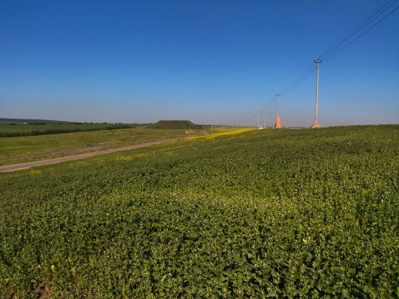 Стойленский ГОК за летний период восстановил 11 гектаров земель.