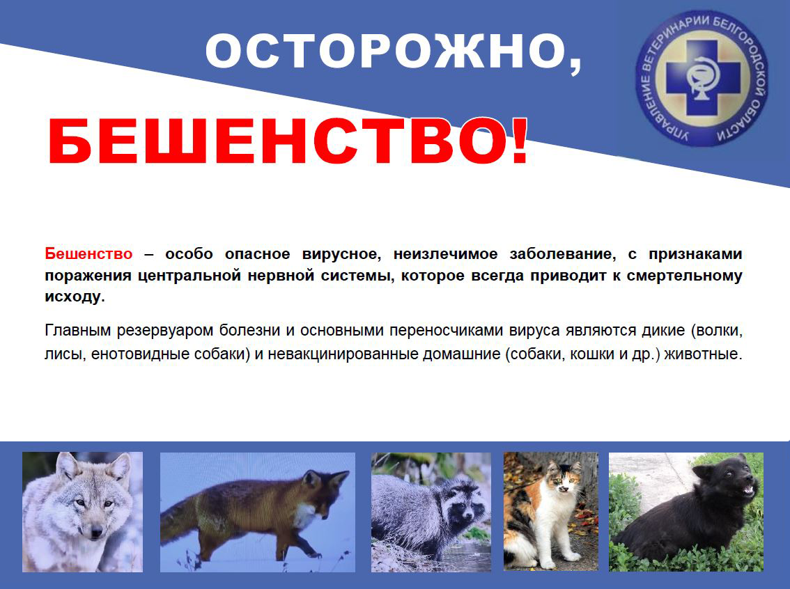 Бешенство: как распознать симптомы и защитить себя и близких.