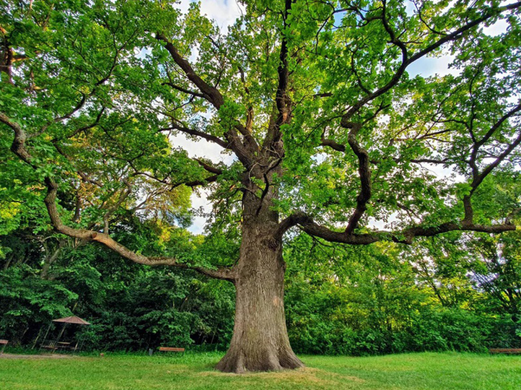 Панский дуб из Шебекинского района принял участие в конкурсе «Российское дерево года – 2023».